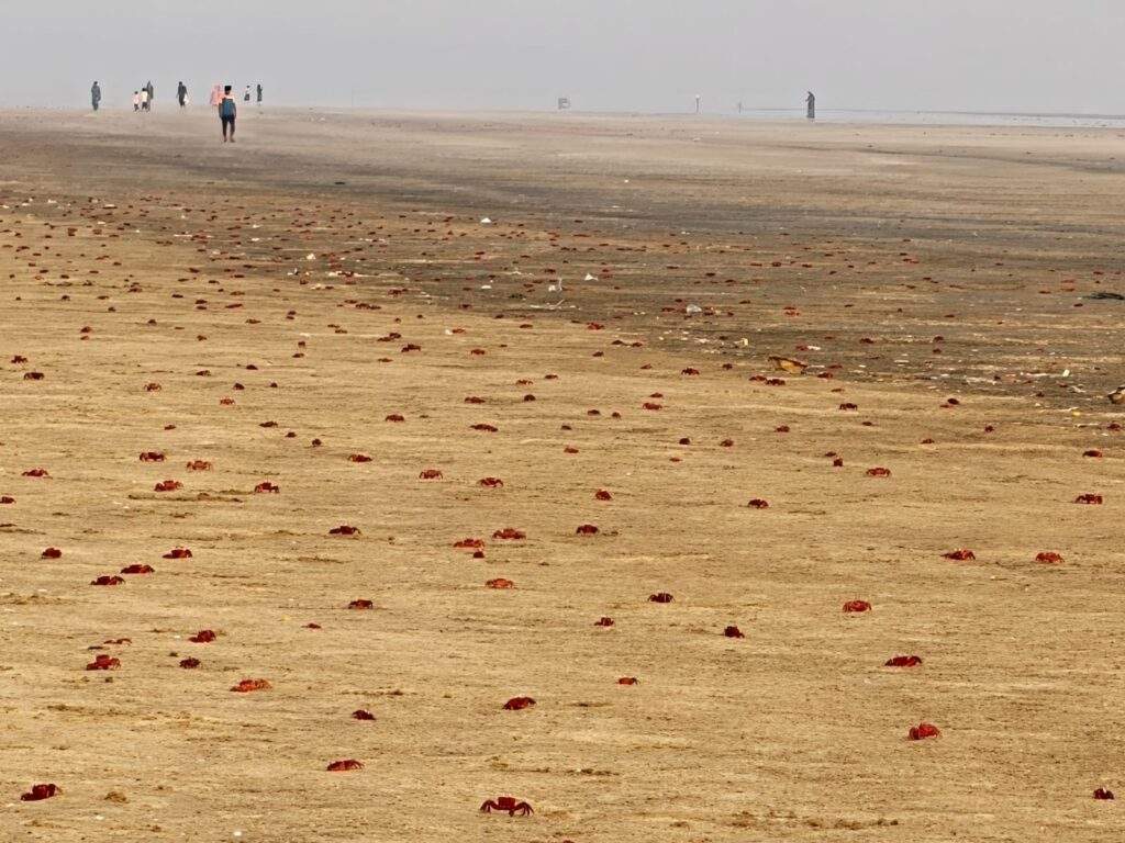 Lal Kakra Beach in Mandarmani